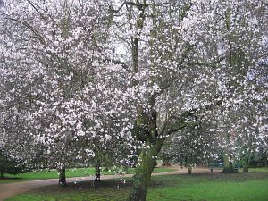 Open Blossoms